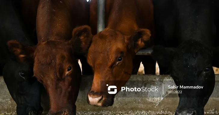 Вакцинация и модернизация: двойная стратегия Азербайджана по защите животноводческого сектора