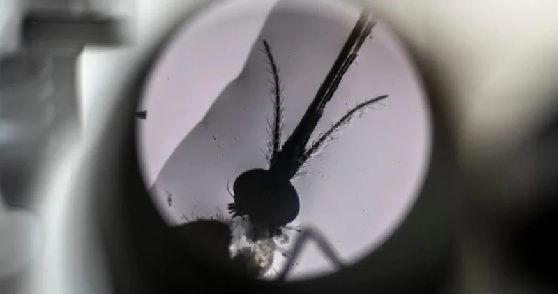 Həkimlər həyəcan təbili çalır: Malyariyaya qarşı mübarizə dalana dirənib