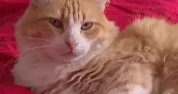 Dünyada BİR İLK! Pişiyin məhkəməsi oldu Ona cəza verildi