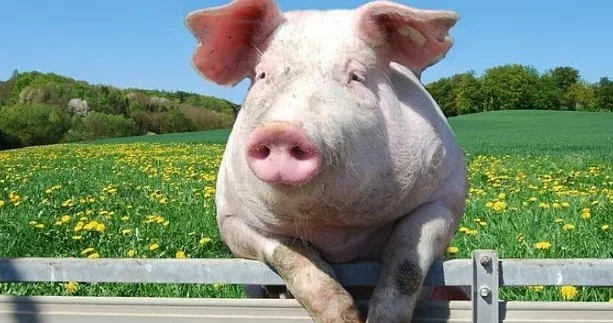 Azərbaycanda ən çox bu rayonlarda donuz saxlanılır