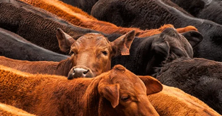 Avstraliyanın mal əti ixracında yeni rekord