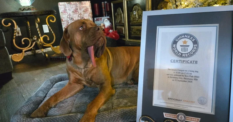 Новая звезда Книги рекордов Гиннесса ФОТО ВИДЕО