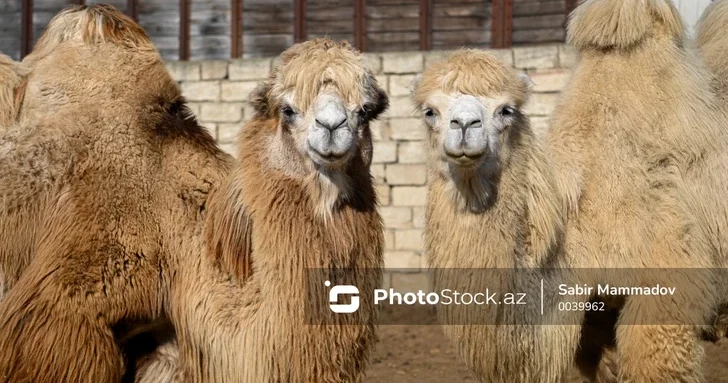Верблюды в Азербайджане: от полезного молока до вкусных кутабов