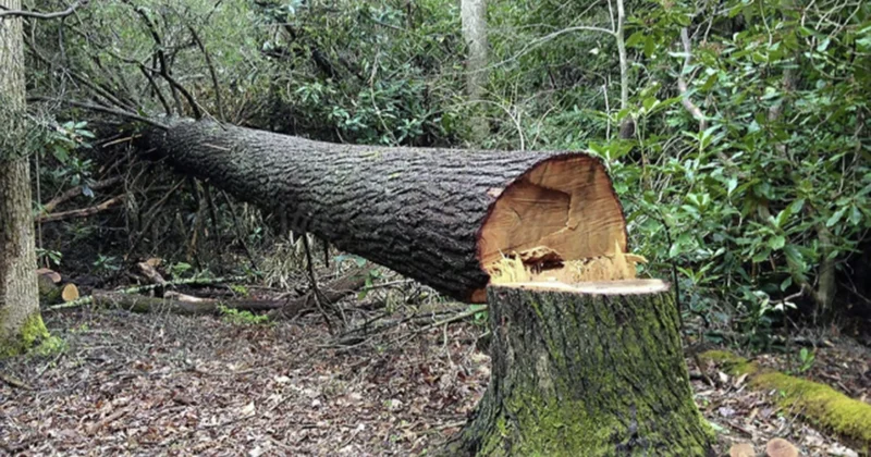 Yaşıllıqlara 40 min manata yaxın ziyan vuruldu