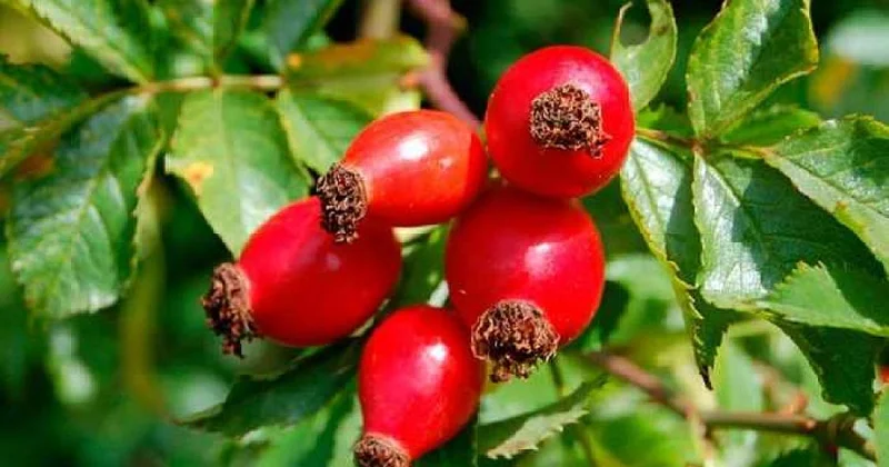 İtburnu bu xəstəlik üçün faydalı imiş