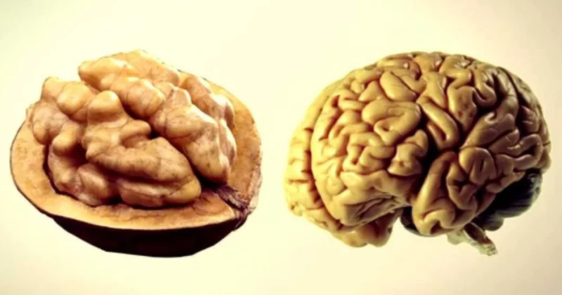 Bu qidalar orqanlarımızın “əkizi”dir