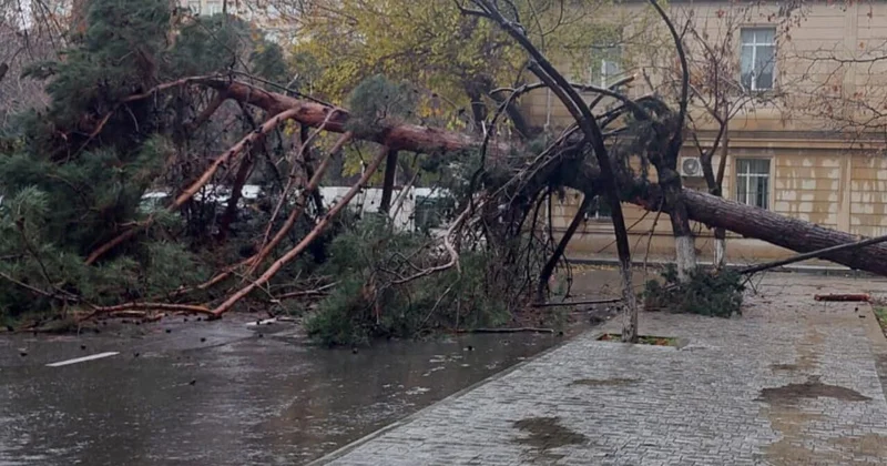 Bakının mərkəzində nəhəng ağac qəfil aşdı, yol bağlandı VİDEO FOTOlar