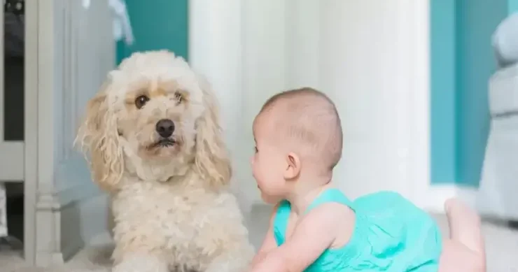 Uşaqları dişləyən 3 it cinsi