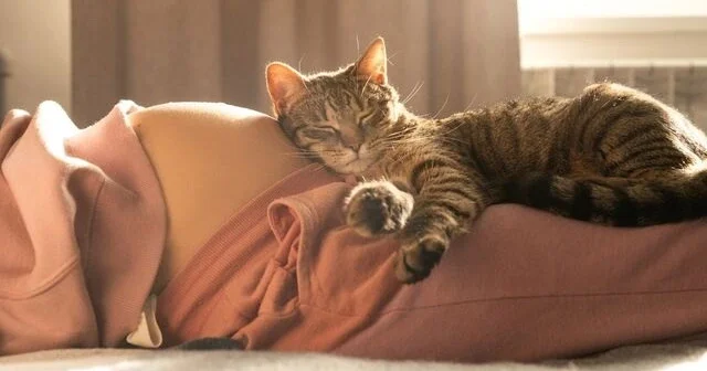 Pişiklər hamiləlik dəyişikliklərini hiss edirlər