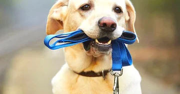 İt saxlamağın sağlamlığınızı necə yaxşılaşdıra biləcəyi açıqlanıb...