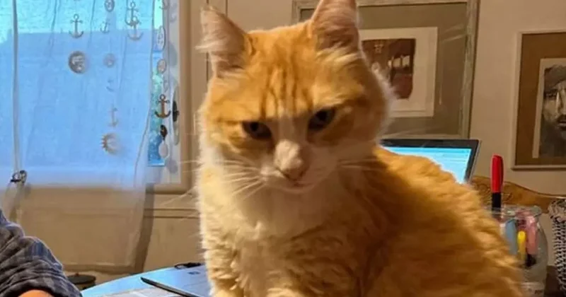 Dünyada bir ilk: Pişik həbs edildi 90 səhifəlik ittiham aktı