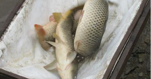 Balıqların sayı azaldı: Xəzərdə balıq böhranı