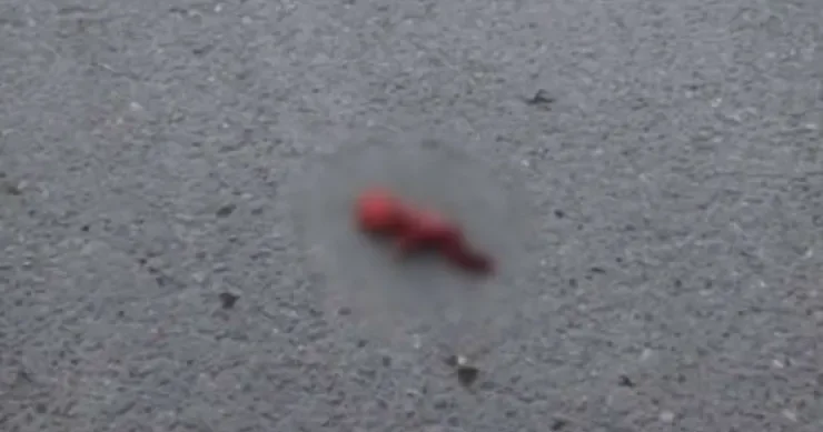 Bakıda xəstəxananın həyətindən döl TAPILDI