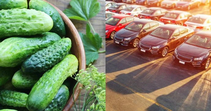 Ekspertdən tövsiyə: avtomobilinizdə xiyar gəzdirin