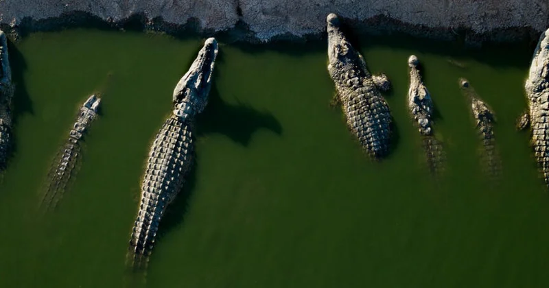 İsrail yüzlərlə timsahı öldürdü Səbəbi isə...