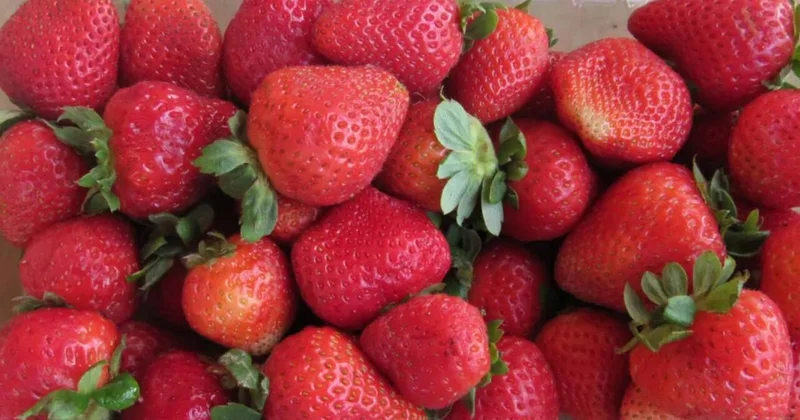 Yavaş yavaş bizi öldürürlər VİDEO