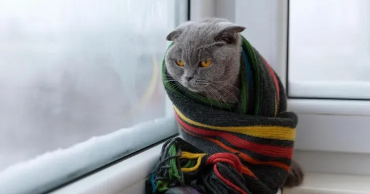 Pişiklər soyuğun yaxınlaşdığını hiss edə bilirlərmi: məşhur inanc yoxlanıldı