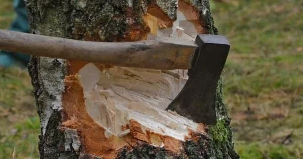 Yaşıllıqların qanunsuz kəsilməsi faktları aşkarlanıb