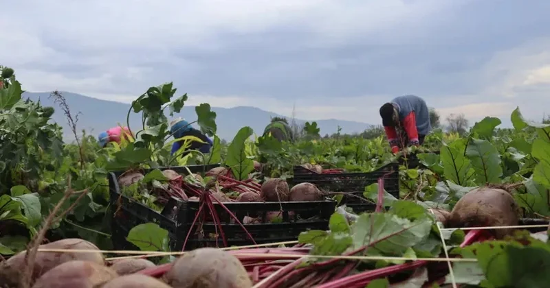 Xalq arasında “qırmızı almaz” adı ilə tanınır