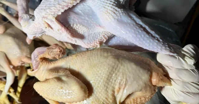 Sarı rəngə boyayıb kənd toyuğu adı ilə satırmışlar RƏSMİ FOTO