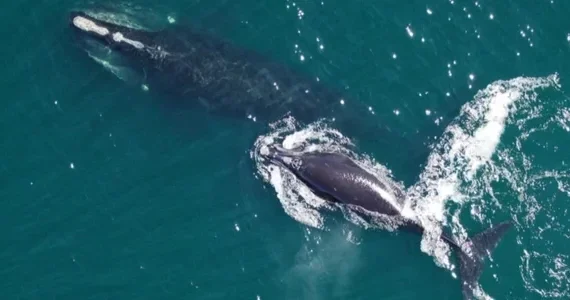 Ученые зафиксировали рост численности североатлантических гладких китов