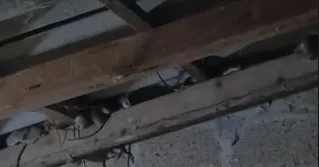 Yüzlərlə siçan fermeri ziyana saldı VİDEO