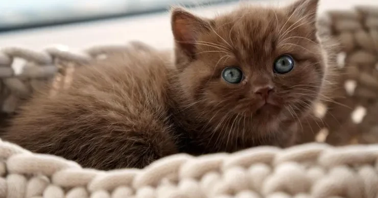 Pişik niyə daim yatmaq üçün yerini dəyişir? 8 SƏBƏB