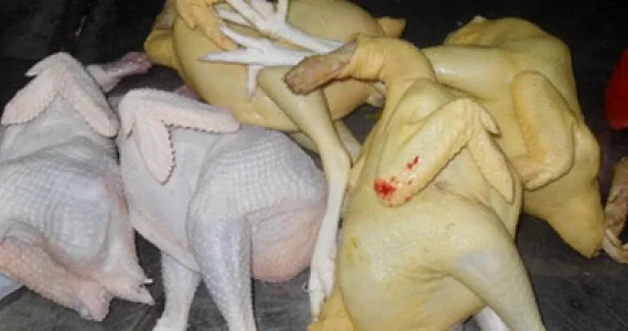 Parlaq “kənd toyuğu” təhlükə yaradır Ekspertdən tövsiyə