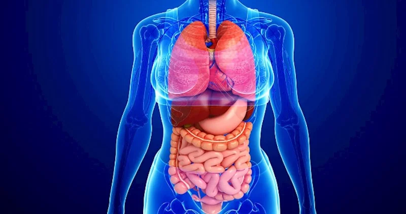 Orqanizmin əsas detoks sistemi qaraciyər və böyrəklərdir Həkim