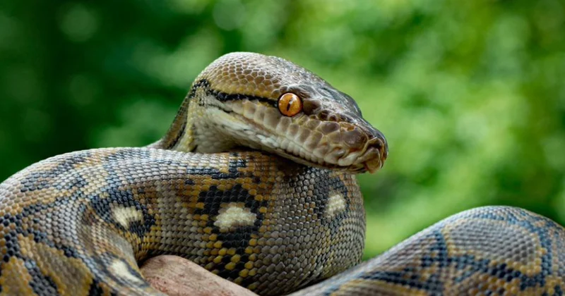 Piton ferma sahibini boğmaq istədi, xilas edildi