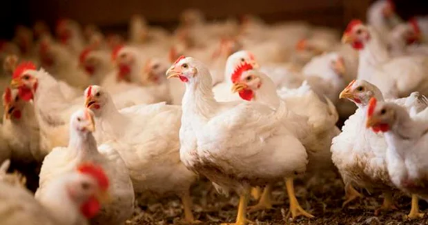 “Kənd toyuğu” adı ilə satılan sarı toyuq, qara niyyətli şəhər müdaxiləsi Süfrəmizə uzanan təhlükə