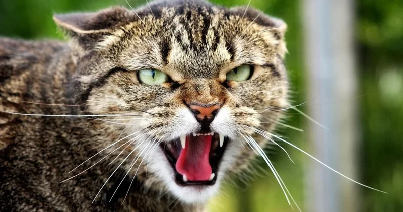 “Pişiklər təhlükənin yaxınlaşdığını necə xəbər verir diqqətli olun“ “Daily Mail“