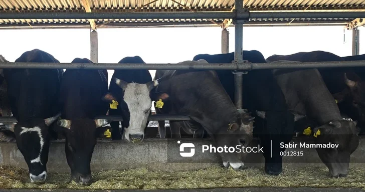 Угасание сельских традиций: почему исчезают семейные фермы в Азербайджане