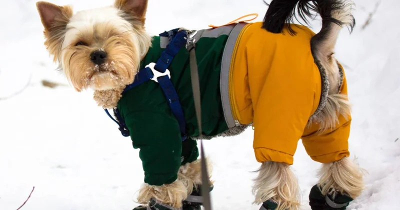 Qışda heyvanlara paltar geyindirmək lazımdır? Açıqlama