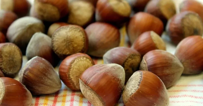 Экспорт фундука принес Турции более двух миллиардов