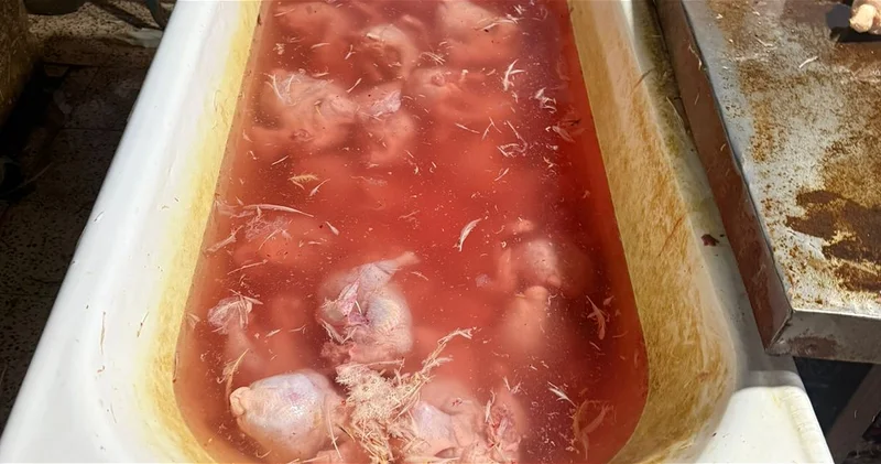 Обычных кур выдавали за деревенских , окрашивая их синтетическими добавками ФОТО