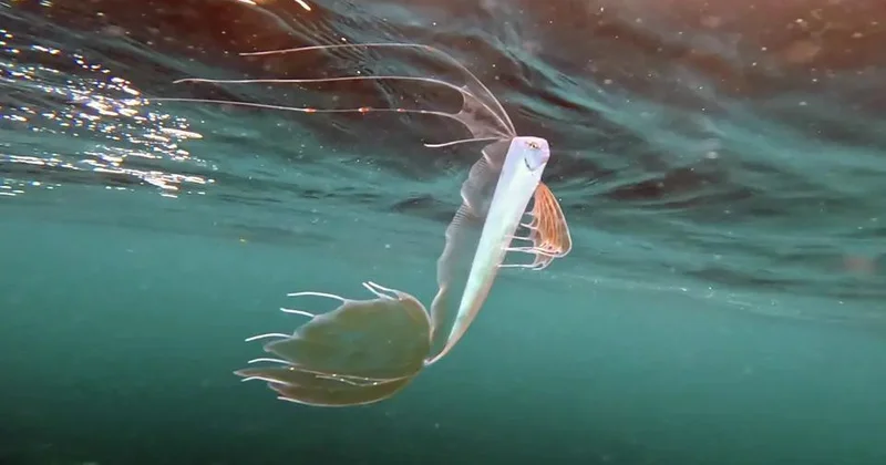 У побережья США обнаружили редкую "рыбу Судного дня" ФОТО