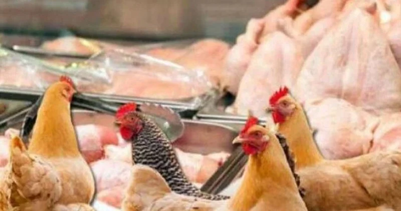 AQTA nın sarı boya əməliyyatı: Fermerləri cəzalandırmalı, yoxsa kömək etməli?