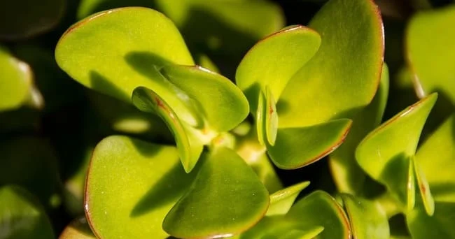 Pul çiçəyi adı ilə satılan crassula, 3 aydan çox yerində qalsa, tapıldığı yerə bəxt və bolluq gətirər