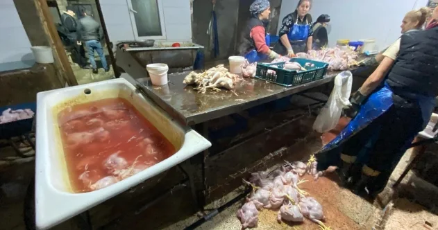 Rənglənib kənd çolpası adı ilə satılan toyuqlara vurulan maddələr MƏLUM OLDU: Yan təsirləri açıqlandı