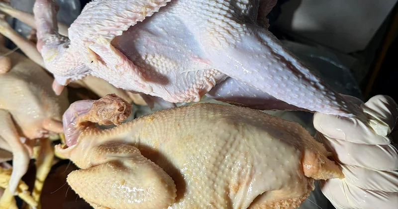 “Kənd toyuğu”nu sintetik maddə ilə rəngləyibmişlər Fotolar