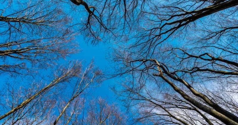 Зима ненадолго отступит