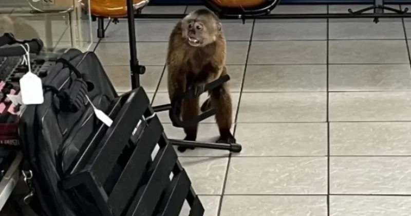 ABŞ də mağazaya girib gitaraları sındıran meymun saxlanıldı