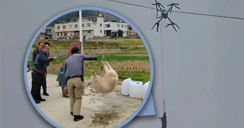 Fermer dronla donuz daşımağa çalışarkən bir kəndi işıqsız qoydu (FOTO)