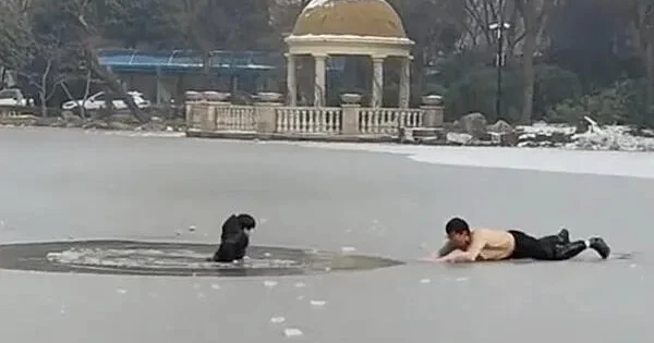 В Китае мужчина спас ребенка из ледяного пруда ВИДЕО