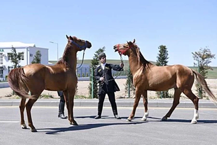 Qarabağ atları Səməd Vəkilov yazır