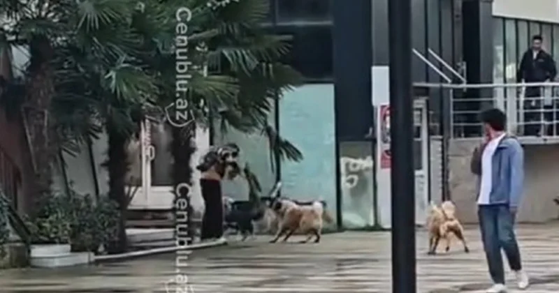 Lənkəranda sahibsiz itlər tez tez insanlara hücum edir Video