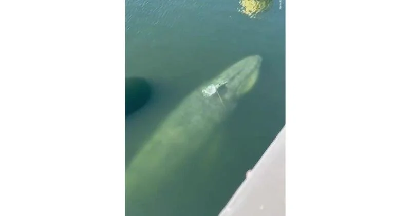 В немецком порту был замечен 12 метровый кит ВИДЕО