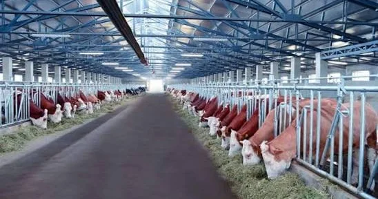 “İri və xırdabuynuzlu heyvanlar azalsa da, istehsal artır” EKSPERT DANIŞDI
