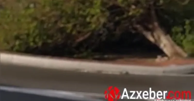 Bakıda külək ağacı kökündən çıxardı VİDEO